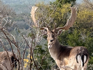 Hunting & Exotics